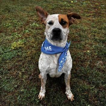 Rescue Australian Cattle Dog Blue Heeler and Mixed Breed Dogs for Adoption - STINSON | PetCurious