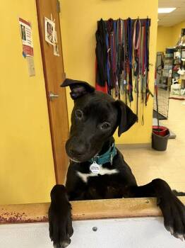 Terrier Dogs Available for Adoption - Velvet | PetCurious