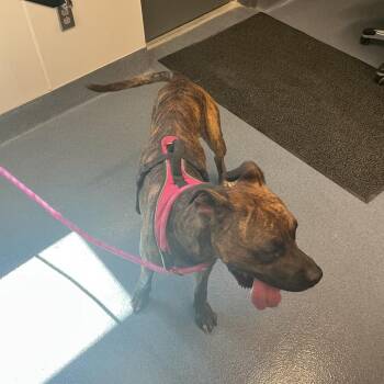 Buddy(Escanor) -  Boxer and Mixed Breed Dog for Adoption in Saint Joseph, Missouri - Buddy(Escanor) | PetCurious
