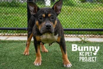 Bunny -  Pit Bull Terrier and Mixed Breed Dog for Adoption in Kansas City, Missouri - Bunny | PetCurious