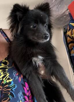 Pippa -  Pomeranian Dog Available for Adoption in Tifton, Georgia - Pippa | PetCurious