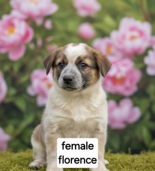 Florence -  Great Pyrenees Dog for Adoption in Manchester, Connecticut - Florence | PetCurious