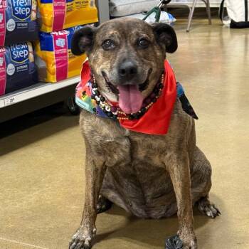 Rescue Plott Hound Dogs for Adoption in Fairfax, Virginia - Annie AB | PetCurious