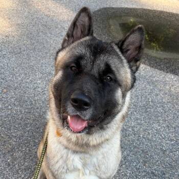 Shogun -  Akita Dog for Adoption in Bedford, New Hampshire - Shogun | PetCurious