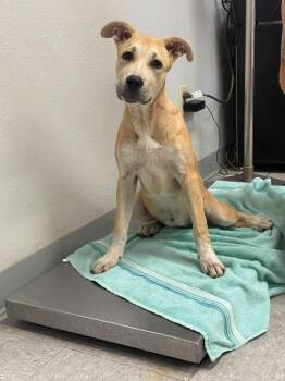 Pygmy -  Black Mouth Cur Dog for Adoption in Sorrento, Louisiana - Pygmy | PetCurious