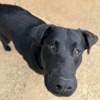 Black Labrador Retriever and Mixed Breed Dogs Available for Adoption in Brownsboro, Alabama - Banks | PetCurious