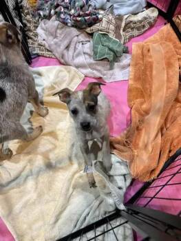 Mixed Breed Dogs Available for Adoption in Wyoming, Michigan - Trixie | PetCurious