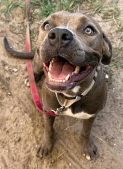 Cashew -  American Bulldog and Mixed Breed Dog for Adoption in Savannah, Georgia - Cashew | PetCurious