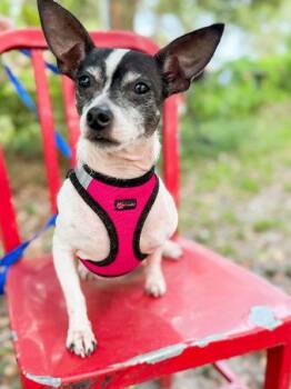 Captain -  Chihuahua Dog for Adoption in Pass Christian, Mississippi - Captain | PetCurious