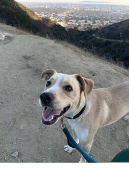 Collie Dogs Available for Adoption in Roseville, California - Milo | PetCurious