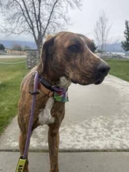 Labrador Retriever Dogs Available for Adoption in Hamilton, Montana - Diesel | PetCurious