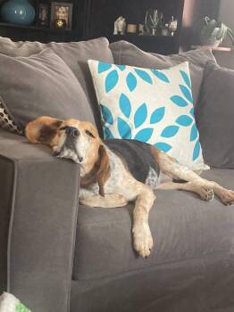 Molly -  Beagle Dog for Adoption in Markham, Ontario - Molly | PetCurious