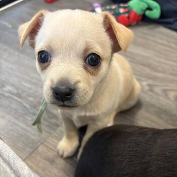Fern -  Chihuahua Dog for Adoption in Benton City, Washington - Fern | PetCurious
