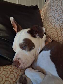 Honey -  Pit Bull Terrier Dog for Adoption in Cuyahoga Falls, Ohio - Honey | PetCurious