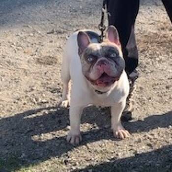 Rescue French Bulldog Dogs for Adoption in San Pablo, California - Neal McDogno | PetCurious
