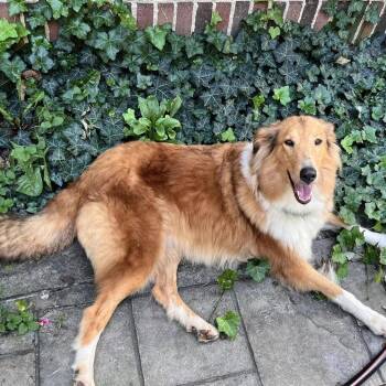 Ginny (adoption pending) -  Collie Dog for Adoption in Dublin, Ohio - Ginny (adoption Pending) | PetCurious