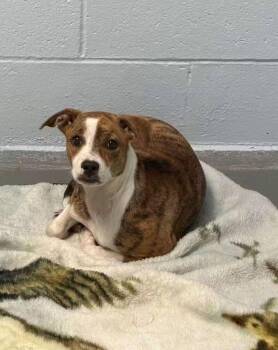 Sugar -  Labrador Retriever and Boxer Dog for Adoption in Statesville, North Carolina - Sugar | PetCurious