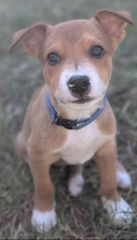 Yoti -  Pit Bull Terrier Dog for Adoption in Phoenix, Arizona - Yoti | PetCurious