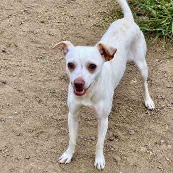 Cole -  Chihuahua and Mixed Breed Dog for Adoption in Pelham, New Hampshire - Cole | PetCurious