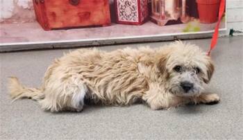 Terrier Dogs Available for Adoption in San Bernardino, California - REBEKAH | PetCurious