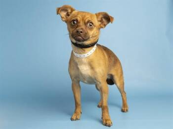 Chihuahua and Mixed Breed Dogs Available for Adoption in Phoenix, Arizona - PATTY | PetCurious