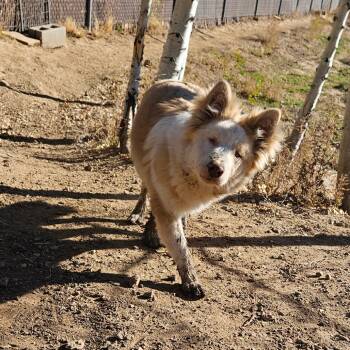 Rescue Mixed Breed Dogs for Adoption in Flagstaff, Arizona - Loca | PetCurious