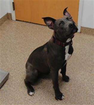 PONCHO -  Pit Bull Terrier and Mixed Breed Dog for Adoption in Albuquerque, New Mexico - PONCHO | PetCurious