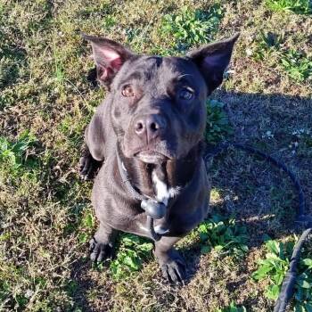 Rescue Pit Bull Terrier Dogs for Adoption in Springdale, Arkansas - Lucy | PetCurious