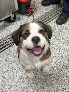 Auggie -  Mixed Breed Dog for Adoption in West Chester, Pennsylvania - Auggie | PetCurious