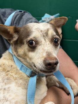 Australian Cattle Dog Blue Heeler Dogs Available for Adoption in Blue Springs, Missouri - Honey | PetCurious