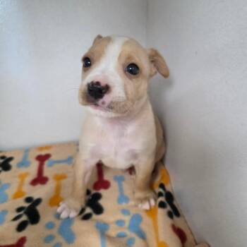 Fettuccine Alfredo -  Mixed Breed Dog for Adoption in Duncan, Oklahoma - Fettuccine Alfredo | PetCurious