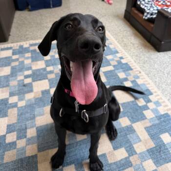 Ruger -  Weimaraner and Mixed Breed Dog for Adoption in Falls Church, Virginia - Ruger | PetCurious