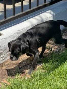 Pugsy Malone -  Pug Dog for Adoption in San Diego, California - Pugsy Malone | PetCurious