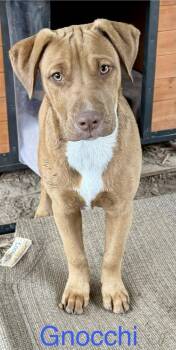 Labrador Retriever and Shepherd Dogs Available for Adoption - Gnocchi (Noodle Pups) | PetCurious