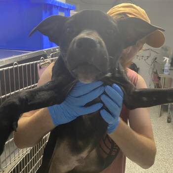 Chuck Taylor -  Terrier and Mixed Breed Dog for Adoption in Hattiesburg, Mississippi - Chuck Taylor | PetCurious
