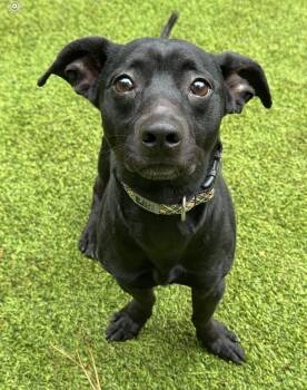 Rescue Mixed Breed Dogs for Adoption in Sandy Springs, Georgia - Grady | PetCurious