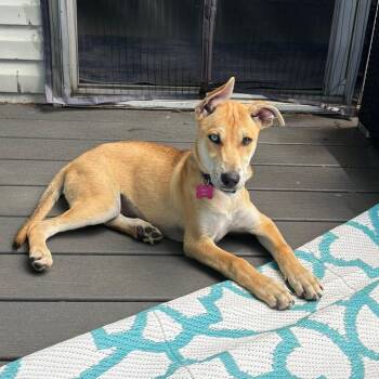 Ember -  Husky and Labrador Retriever Dog for Adoption in Collingswood, New Jersey - Ember | PetCurious