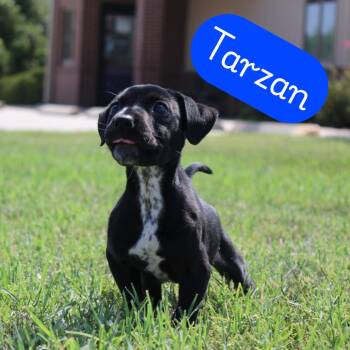 Tarzan -  Pit Bull Terrier and Dalmatian Dog for Adoption in Mcpherson, Kansas - Tarzan | PetCurious