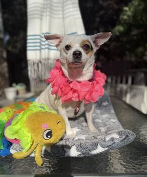 Rosey( Lap Dog) -  Pug and Chihuahua Dog for Adoption - Rosey( Lap Dog) | PetCurious