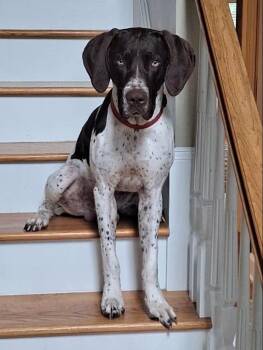 Ruger -  German Shorthaired Pointer Dog for Adoption - Ruger | PetCurious