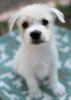 Mandy -  Parson Russell Terrier and Border Terrier Dog for Adoption in Gilbert, Arizona - Mandy | PetCurious