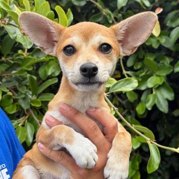 Chihuahua and Dachshund Dogs Available for Adoption - Poppy | PetCurious