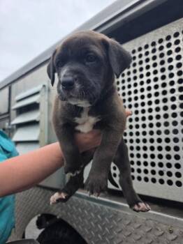 Mixed Breed Dogs Available for Adoption in Rockport, Texas - Austin | PetCurious