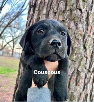 Labrador Retriever and Mixed Breed Dogs Available for Adoption - Caldere / Couscous | PetCurious