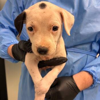 Lucy -  Pit Bull Terrier and Mixed Breed Dog for Adoption in Abilene, Texas - Lucy | PetCurious