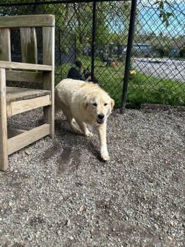Golden Retriever Dogs Available for Adoption in Elmsford, New York - Bristol Available 5/1 | PetCurious
