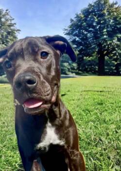Rescue Pit Bull Terrier Dogs for Adoption in Tunica, Mississippi - Blueberry | PetCurious