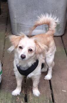 Dachshund and Pomeranian Dogs Available for Adoption in Powder Springs, Georgia - Monica | PetCurious