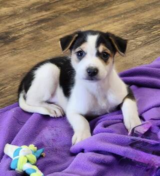 Birdy (Born 04/26/26) -  Terrier Dog for Adoption in Troy, Alabama - Birdy (Born 04/26/26) | PetCurious