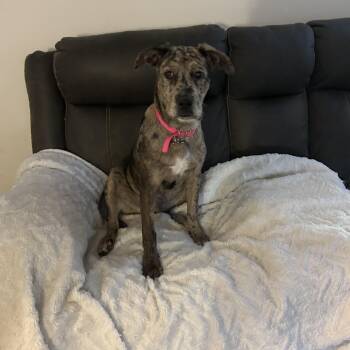 Rescue Catahoula Leopard Dog Dogs for Adoption in Newport Beach, California - Maple | PetCurious